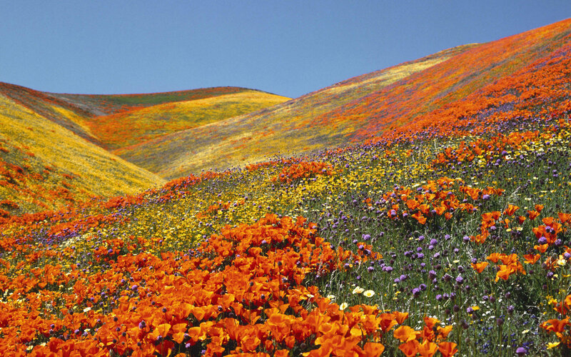 Wildflowers on a Hillside — Orange, Serene, Spring