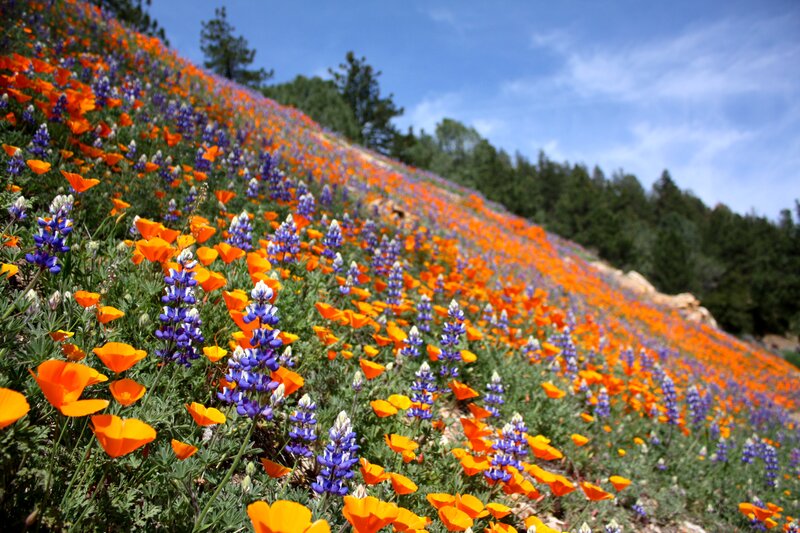 Wildflowers on a Hillside — Orange, Serene