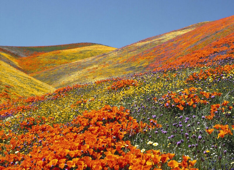 Wildflowers on a Hillside — Orange