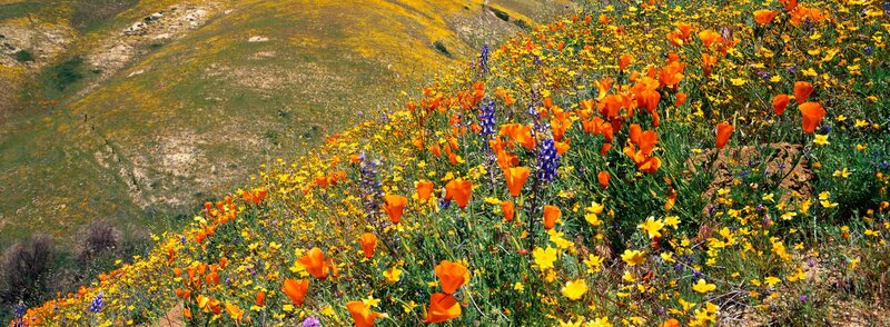 Wildflowers on a Hillside — Orange, Vibrant, Spring