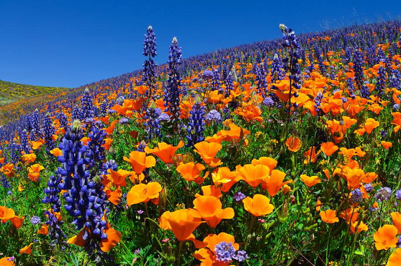 Wildflowers on a Hillside — Orange, Vibrant