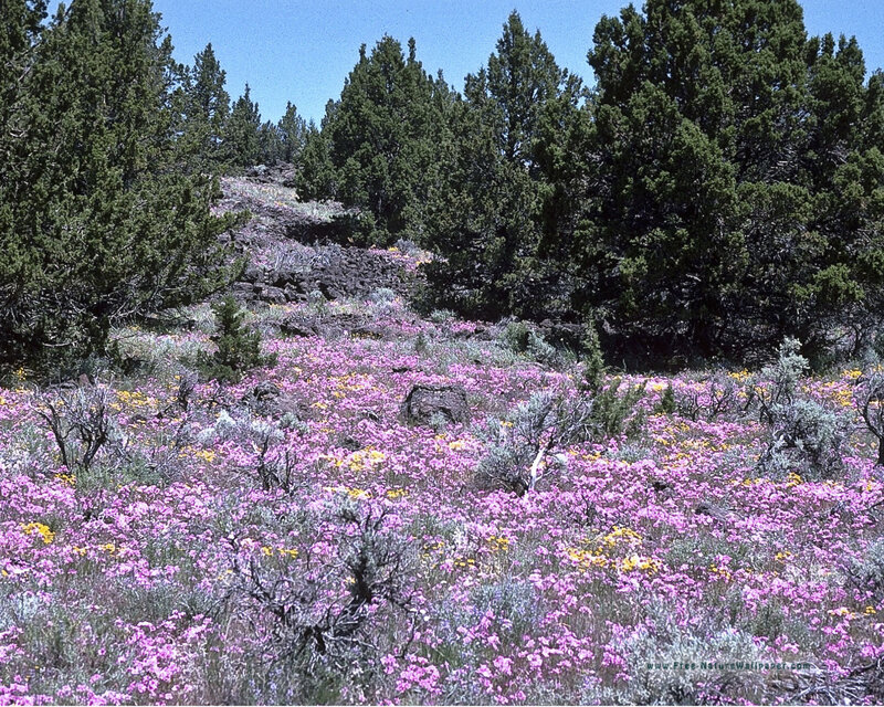 Wildflowers on a Hillside — Pink