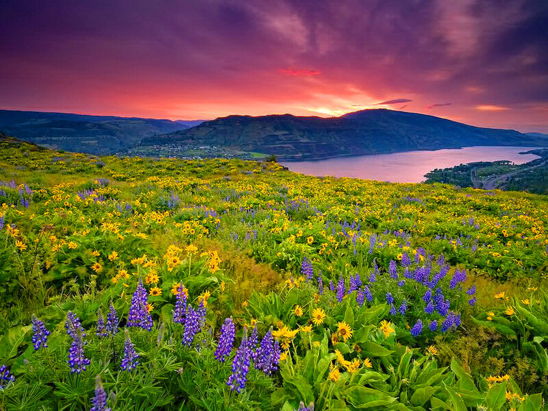Wildflowers on a Hillside — Purple, Dramatic, Sunset