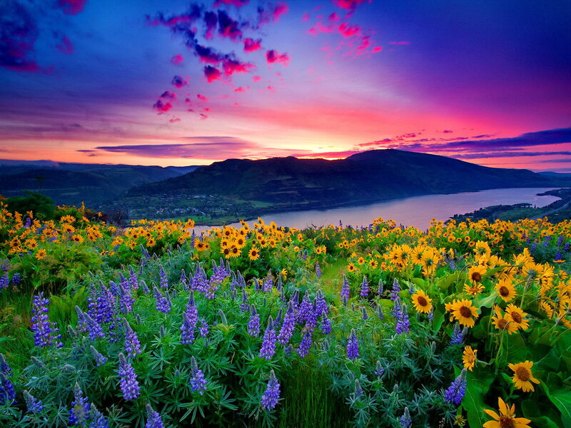 Wildflowers on a Hillside — Purple, Dramatic