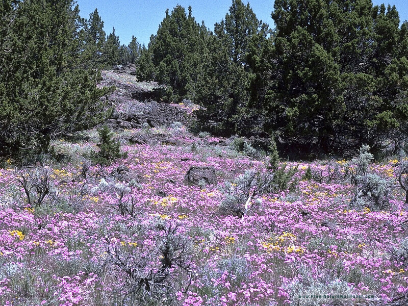 Wildflowers on a Hillside — Purple, Serene, Afternoon