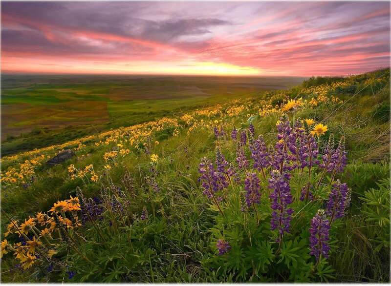 Wildflowers on a Hillside — Purple, Serene, Sunrise