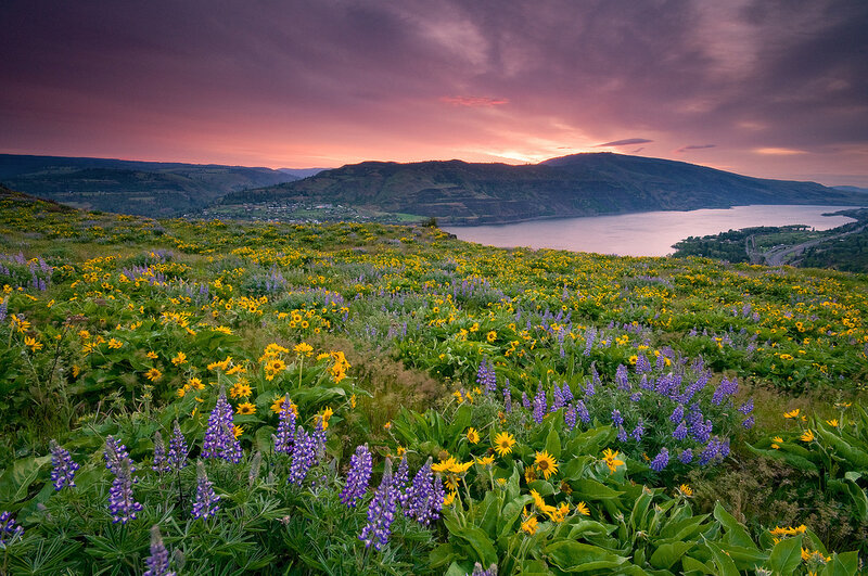 Wildflowers on a Hillside — Purple, Serene, Sunset