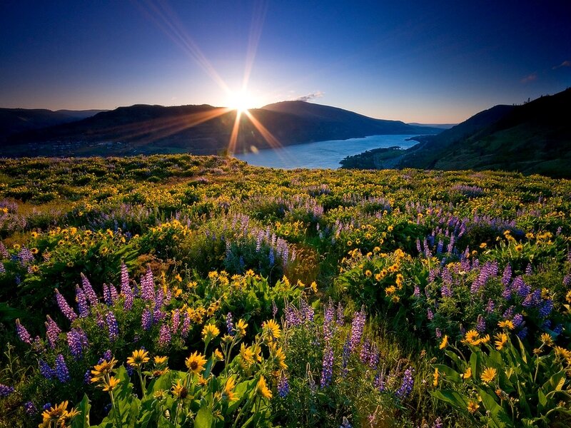 Wildflowers on a Hillside — Purple, Serene
