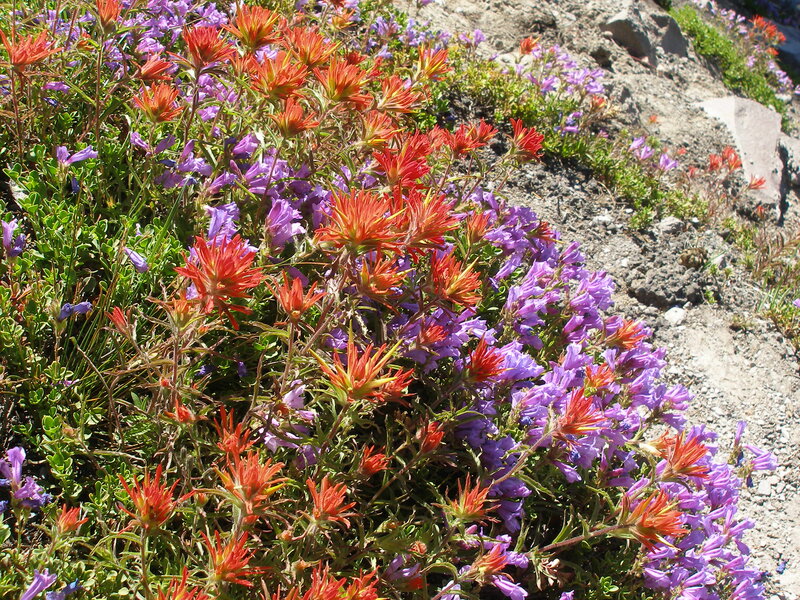 Wildflowers on a Hillside — Red, Natural