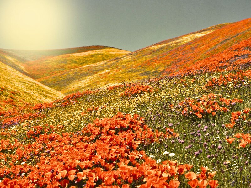 Wildflowers on a Hillside — Red