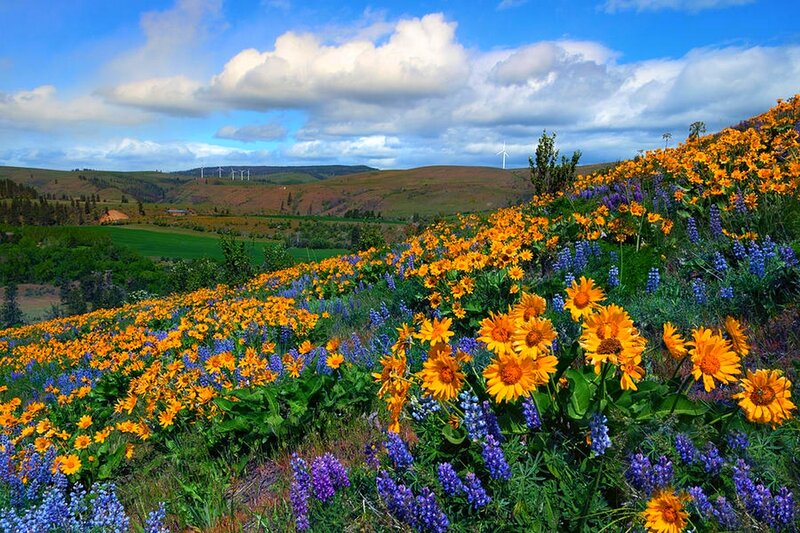 Wildflowers on a Hillside — Yellow, Serene, Afternoon, Photograph