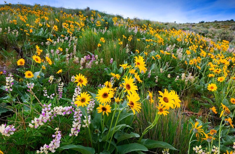 Wildflowers on a Hillside — Yellow, Serene, Afternoon