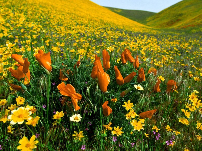Wildflowers on a Hillside — Yellow, Serene, Spring, Photograph, Poppies