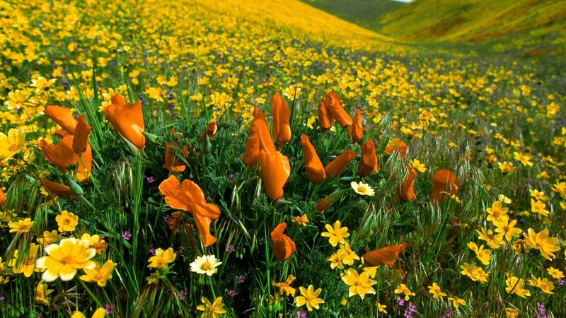 Wildflowers on a Hillside — Yellow, Serene, Spring, Photograph
