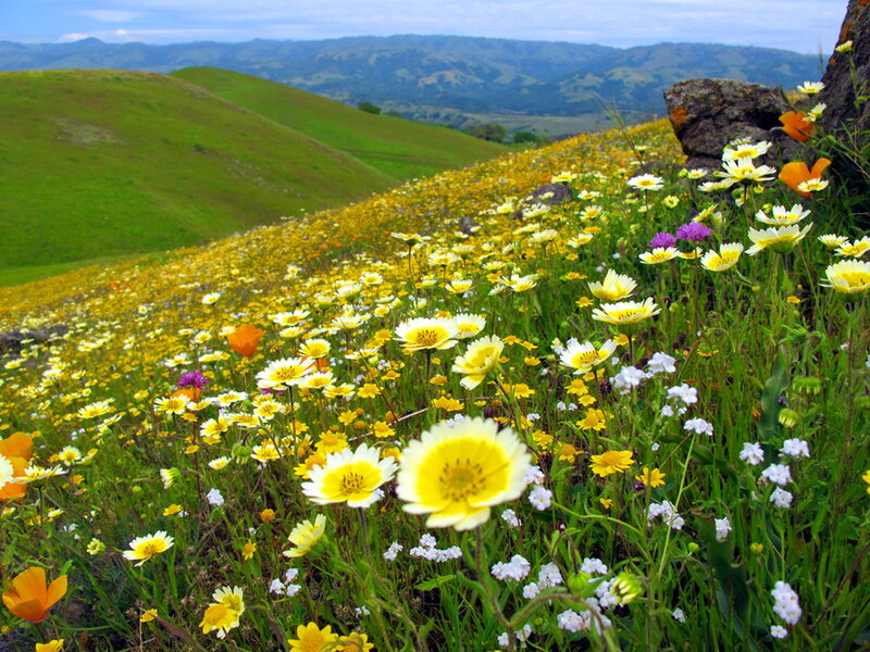 Wildflowers on a Hillside — Yellow, Serene, Spring