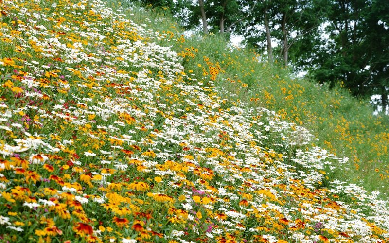Wildflowers on a Hillside — Yellow, Serene, Summer