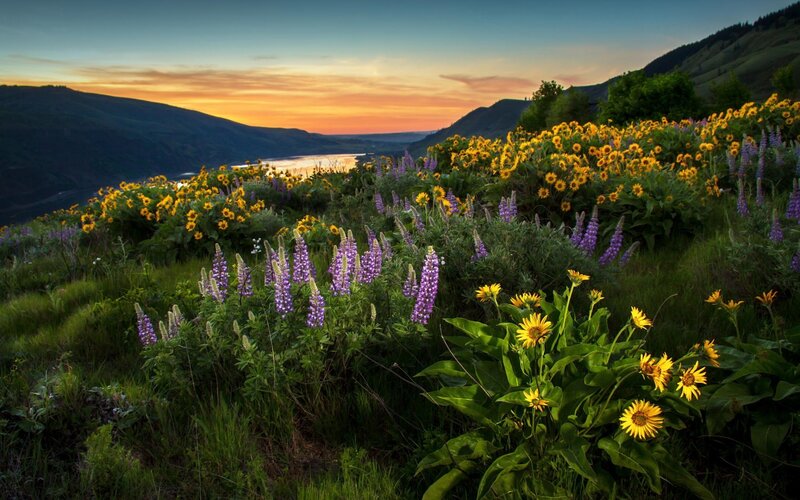 Wildflowers on a Hillside — Yellow, Serene, Sunrise