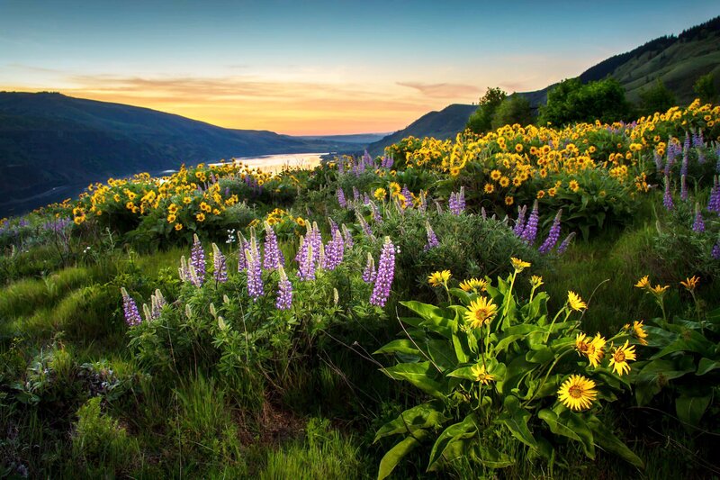Wildflowers on a Hillside — Yellow, Serene, Sunset