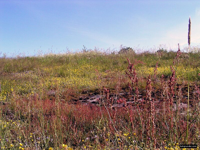 Wildflowers on a Hillside — Yellow, Serene