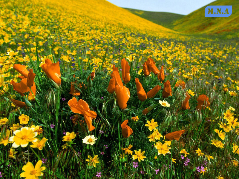 Wildflowers on a Hillside — Yellow
