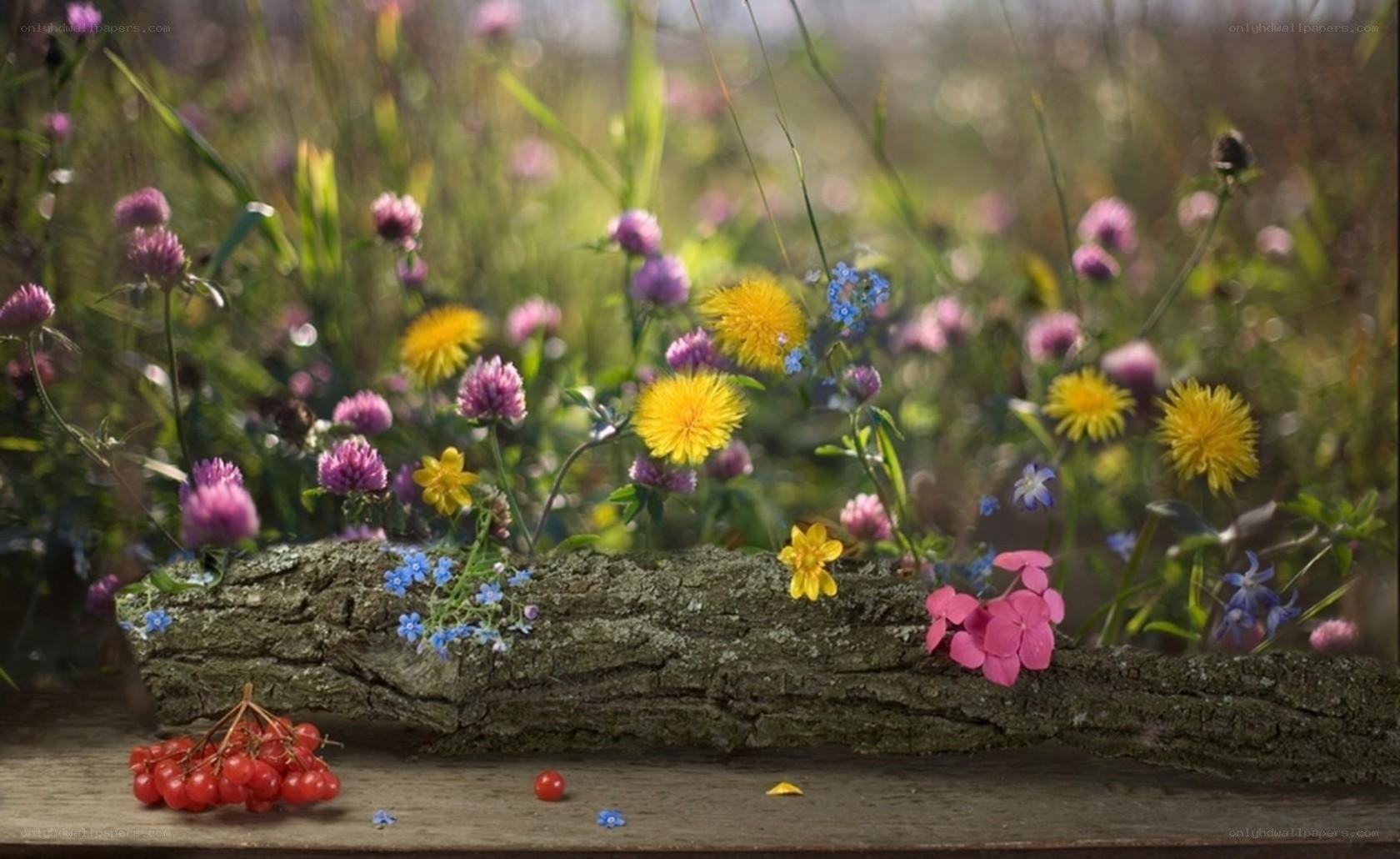 Wildflowers on a log