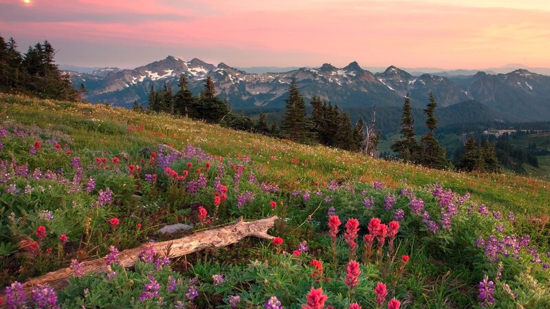 Wildflowers on a mountain slope