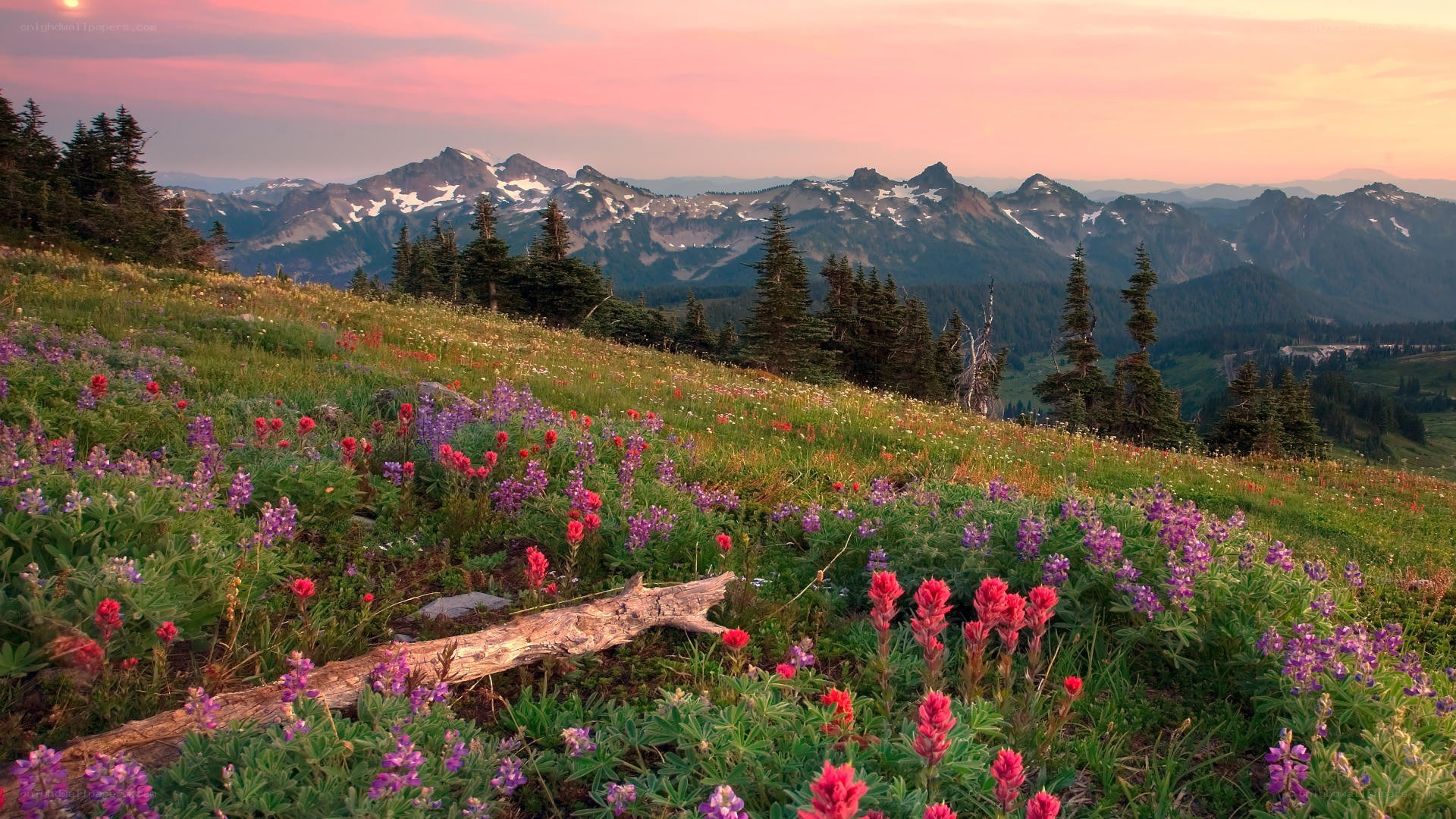 Wildflowers on a mountain slope