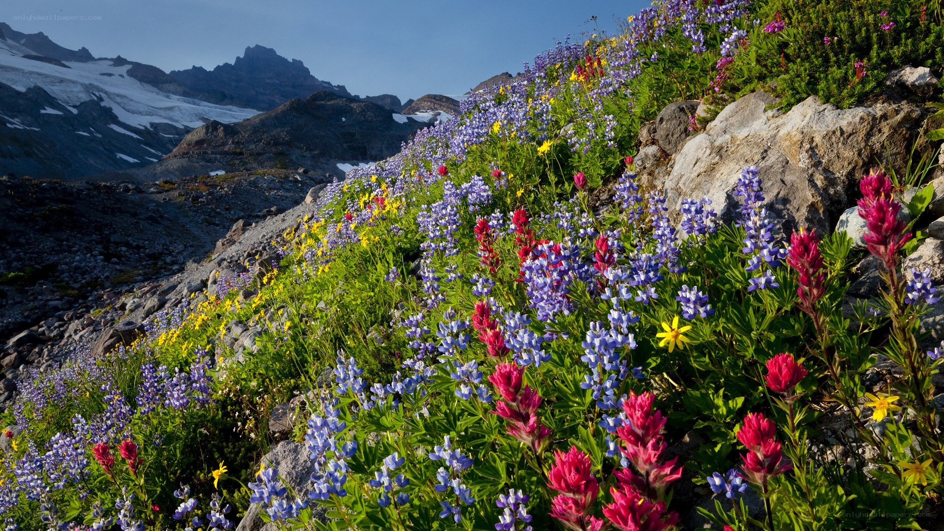Wildflowers on a mountain slope