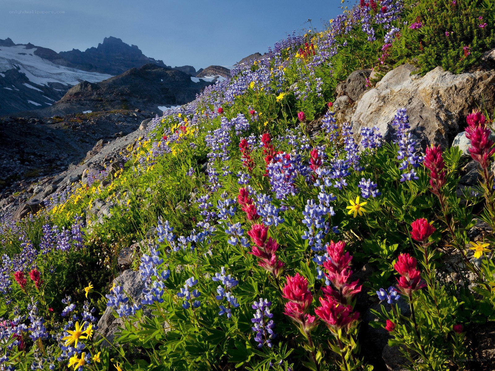 Wildflowers on a mountain slope