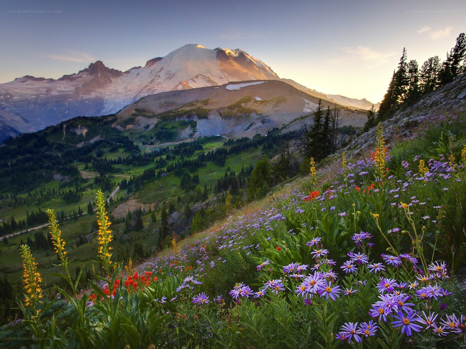 Wildflowers on a mountain slope