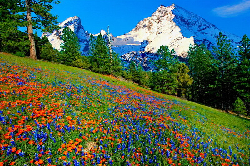 Wildflowers on a Mountain Slope — Blue