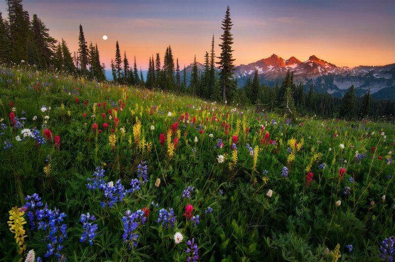 Wildflowers on a Mountain Slope — Green