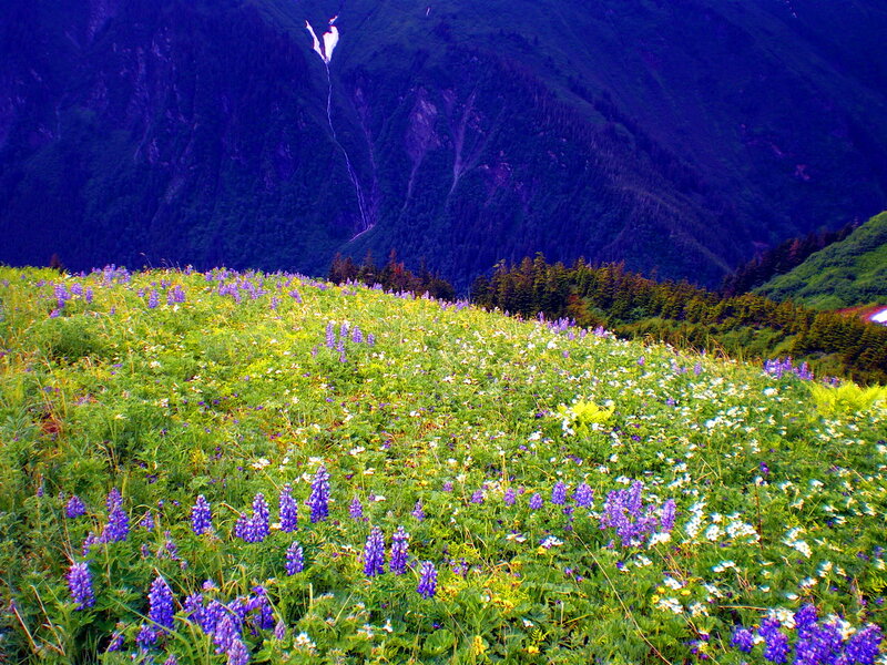Wildflowers on a Mountain Slope — Purple