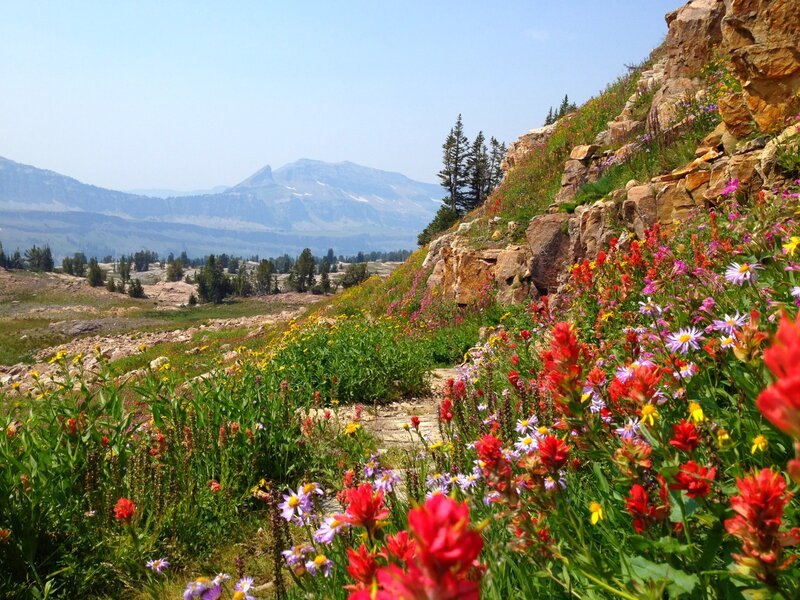 Wildflowers on a Mountain Slope — Red