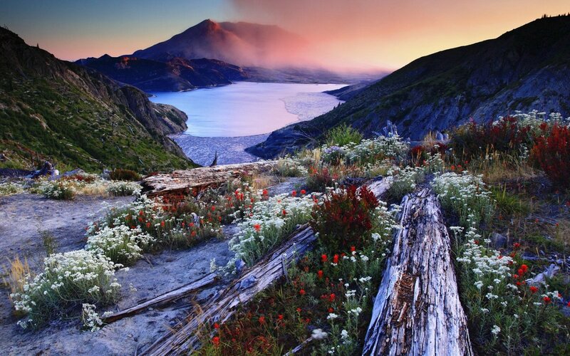 Wildflowers on a Mountain Slope — White