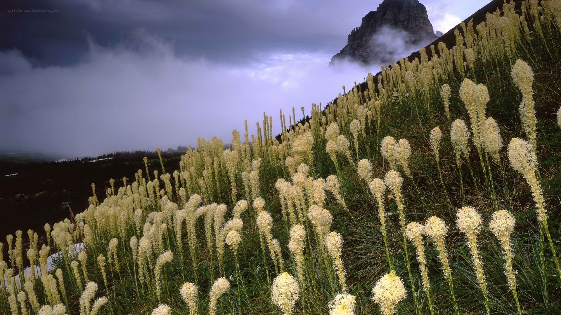 Wildflowers on a mountain slope