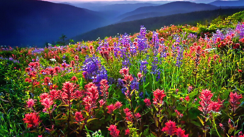 Wildflowers on a Mountain