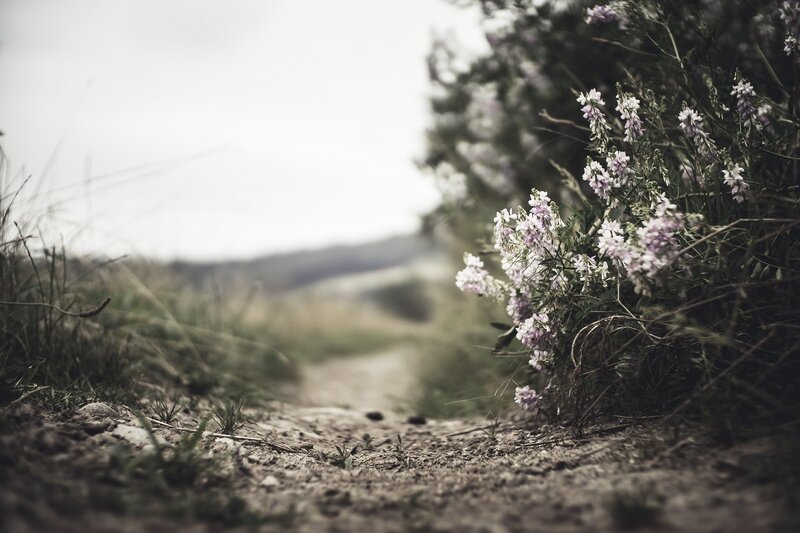 Wildflowers on a Path