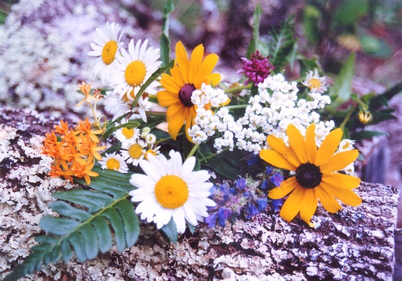 wildflowers on a rock