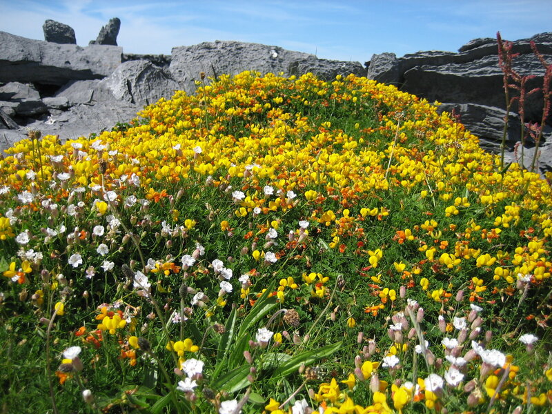 Wildflowers on a rocky cliff