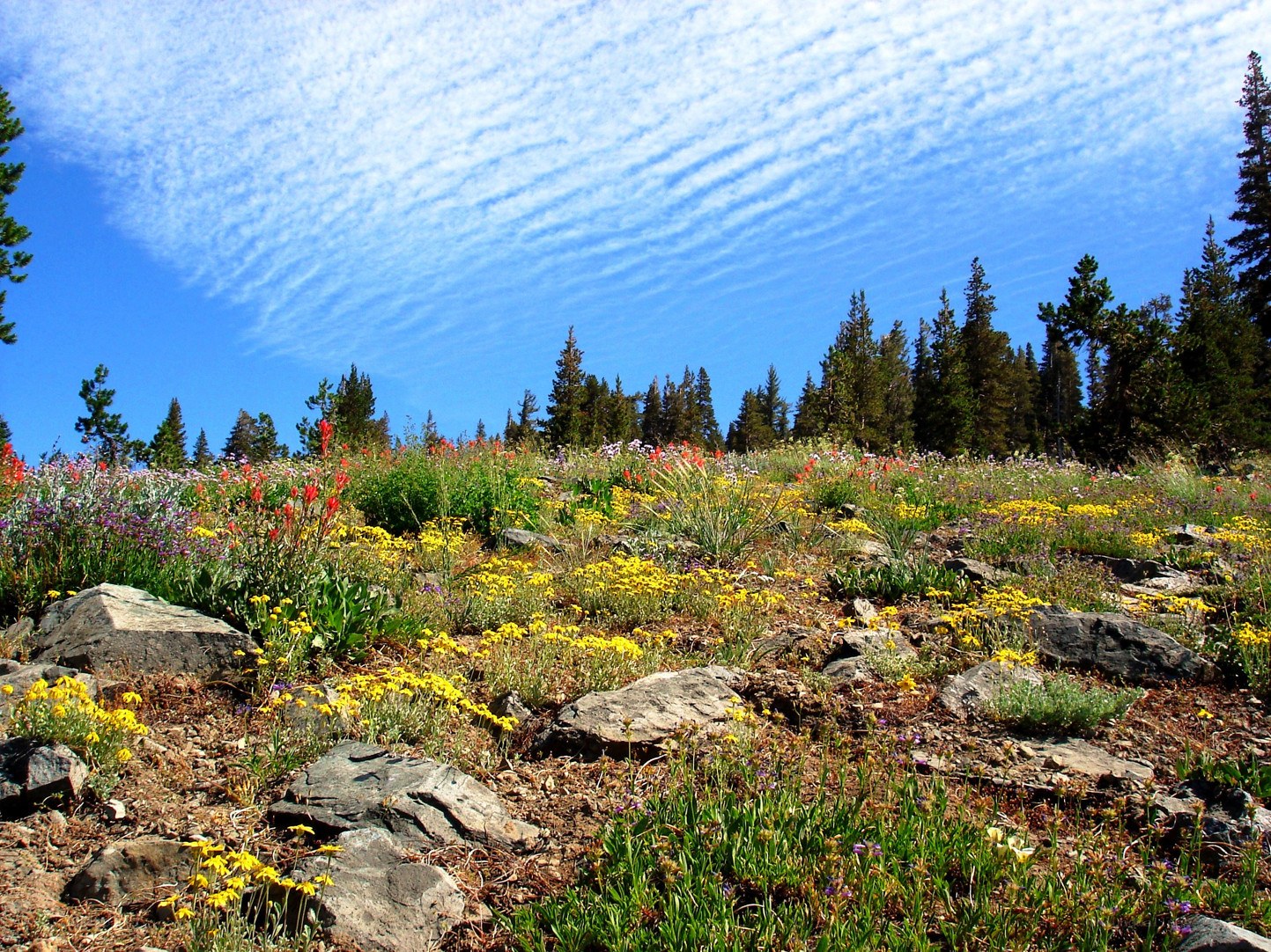 Wildflowers on a rocky hillside