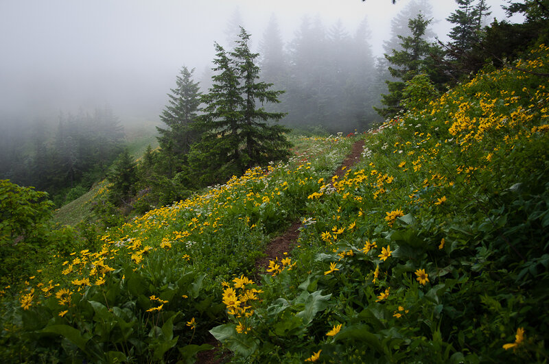 Wildflowers on a Trail
