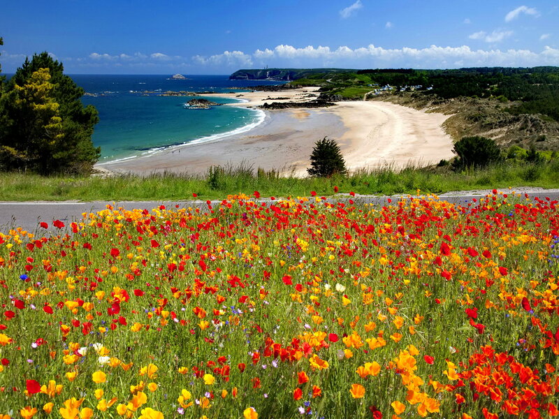 Wildflowers on Beach — Red