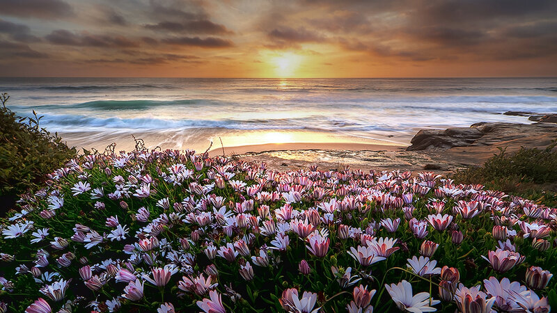 Wildflowers on Beach