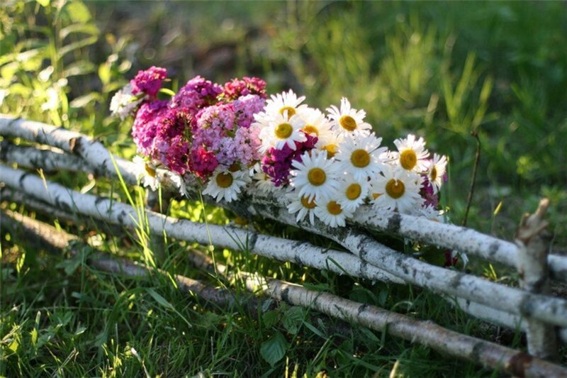 Wildflowers on Birch Fence
