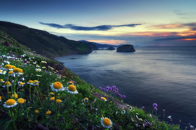 Wildflowers on Cliff Edge — Blue, Serene, Sunset