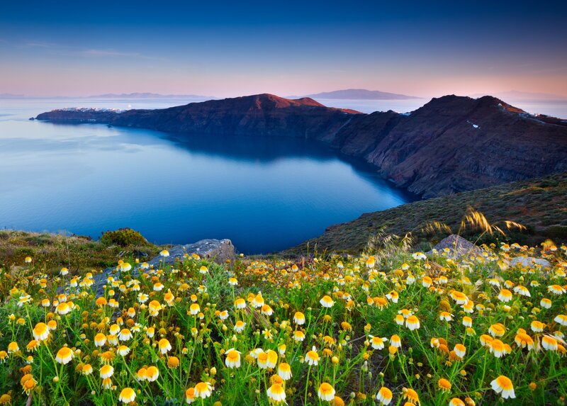 Wildflowers on Cliff Edge — Blue, Serene