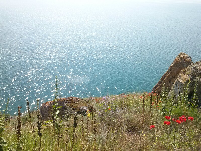 Wildflowers on Cliff Edge — Blue