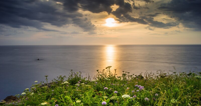 Wildflowers on Cliff Edge — Green