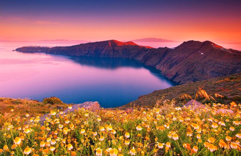 Wildflowers on Cliff Edge — Pink